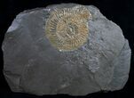 Dactylioceras Ammonite - Holzmaden, Germany #9711-1